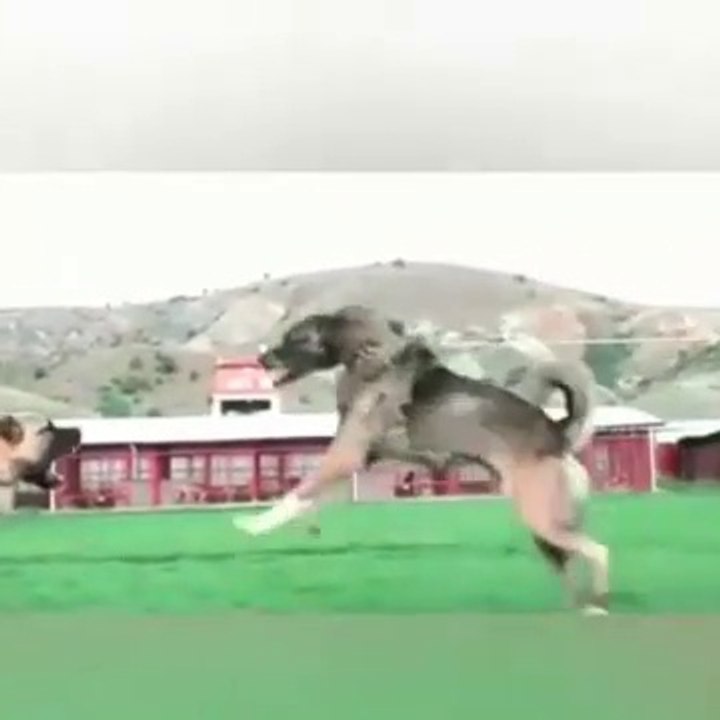 ANADOLU COBAN KOPEGi vs SiVAS KANGAL KOPEGi - ANATOLiAN SHEPHERD DOG vs KANGAL DOG