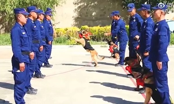 Chó nghiệp vụ già giải ngũ vẫn quyến luyến nắm góc áo chủ