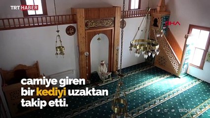Kedi caminin minberinde doğum yaptı, imam sahip çıktı