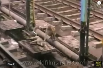 Railway track monkey rescue : animal heroics!