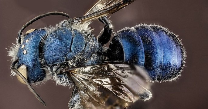 Alors qu'on la croyait éteinte, une espèce d'abeille bleue a été repérée près d'un lac en Floride par deux scientifiques