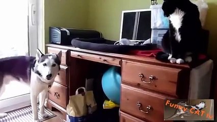 wow! Cats and dogs meet for the first time! compilation #4