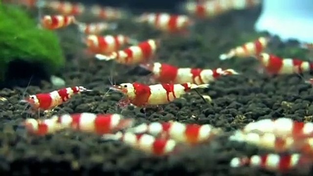 Types of SHRIMPS Part 1 | Aquarium shrimps | Different types