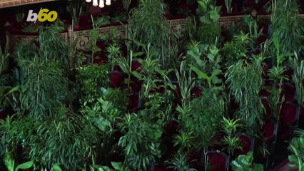 Musicians Play to an Audience of Potted Plants at Opera Reopening