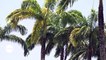Guyane : L'hôtel des palmistes