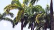 Guyane : L'hôtel des palmistes