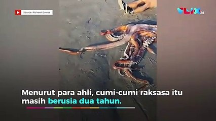 Heboh Cumi-cumi Raksasa Ditemukan Terdampar di Pantai