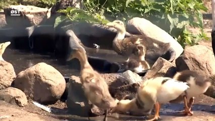 Dyr tager dukkert i sommervarmen | Øens Dyr | Masnedø | 20-07-2019 | TV2 ØST @ TV2 Danmark