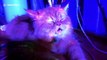 Chilled-out cat falls asleep while blaring disco music plays