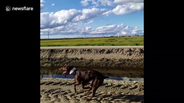 This doberman can run at an insane speed of 35 mph