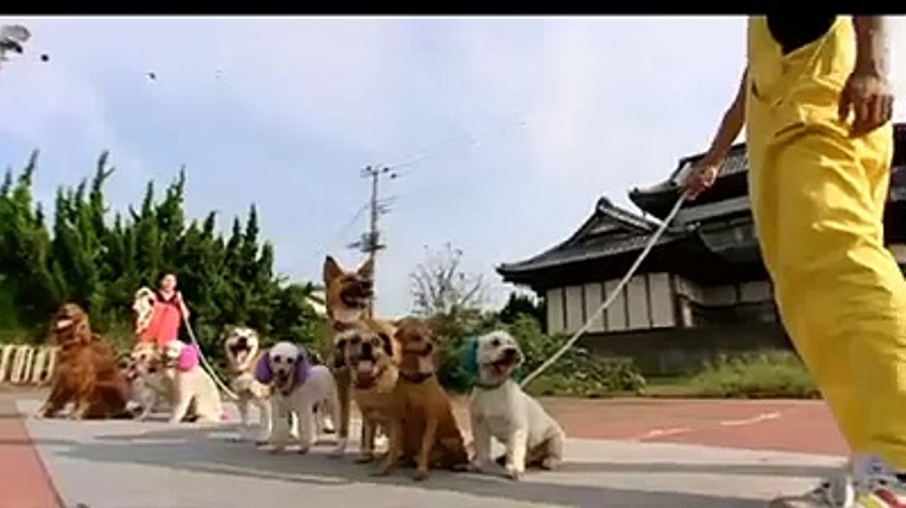 Dogs Skipping at a time video Dailymotion