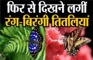 फिर से दिखने लगीं रंग.बिरंगी तितलियां
