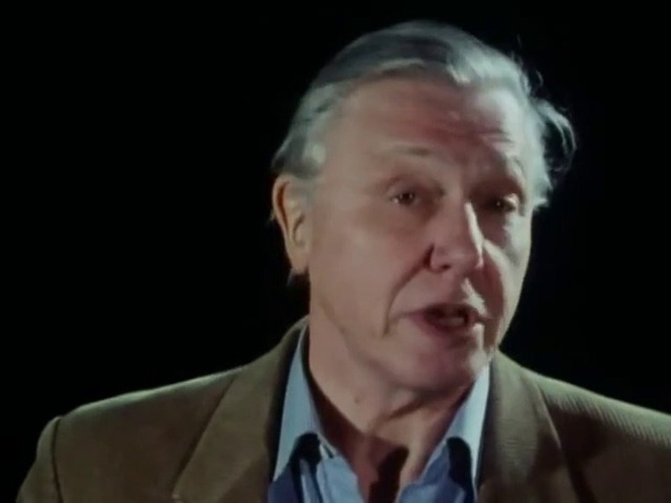 David Attenborough || Great White Shark - BBC Wildlife Specials