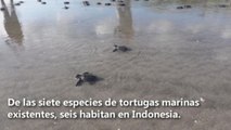 Tortugas marinas anidan en Bali ante la ausencia de turistas