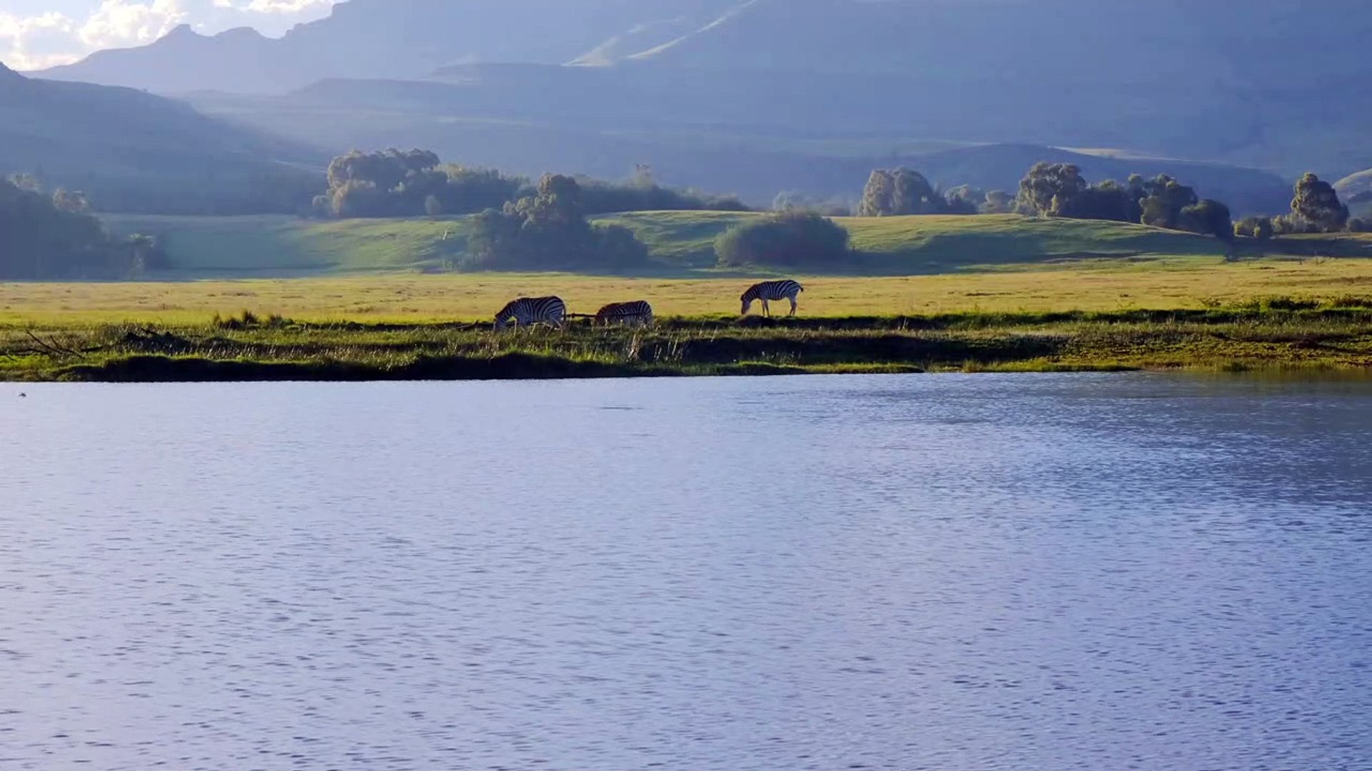 ⁣Beautiful landscape with zebras