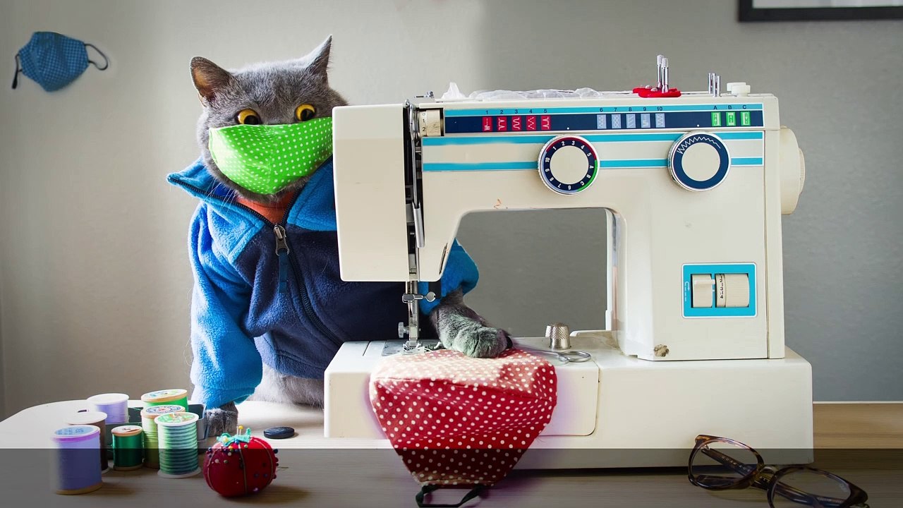 Quarantine Cat
