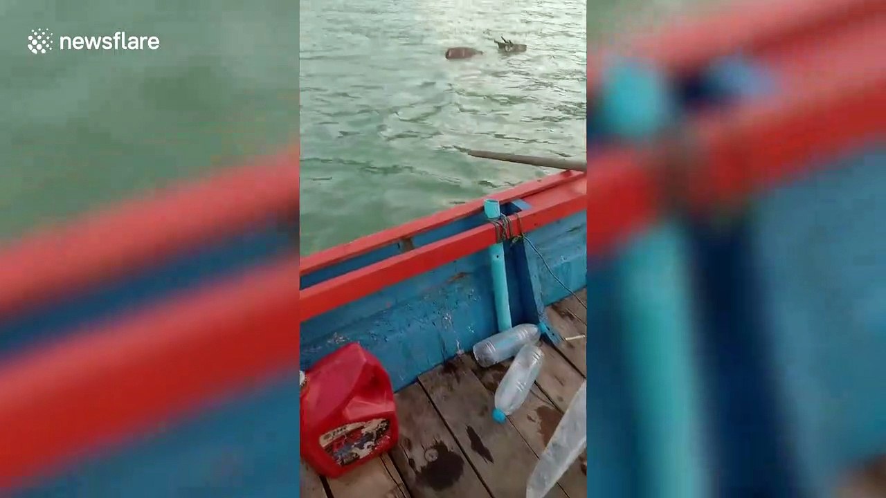 Frightened deer rescued by Thai fishermen after being found stranded at sea