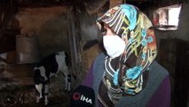 Yıldırım düşmesi sonucu inekleri telef olan kadın gözyaşlarına boğuldu