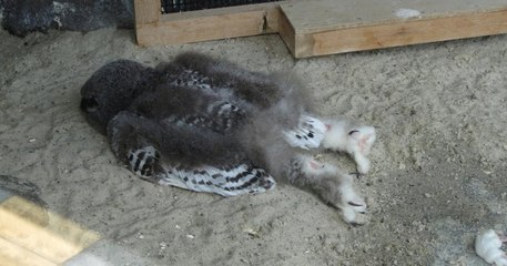 Le saviez-vous ? Les chouettes dorment face contre terre car leur tête est trop lourde
