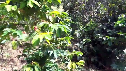 Catarata - Circuito Turístico El Pilco - Sócota, Cutervo, Cajamarca