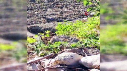 Yılanların dansı görüntülendi