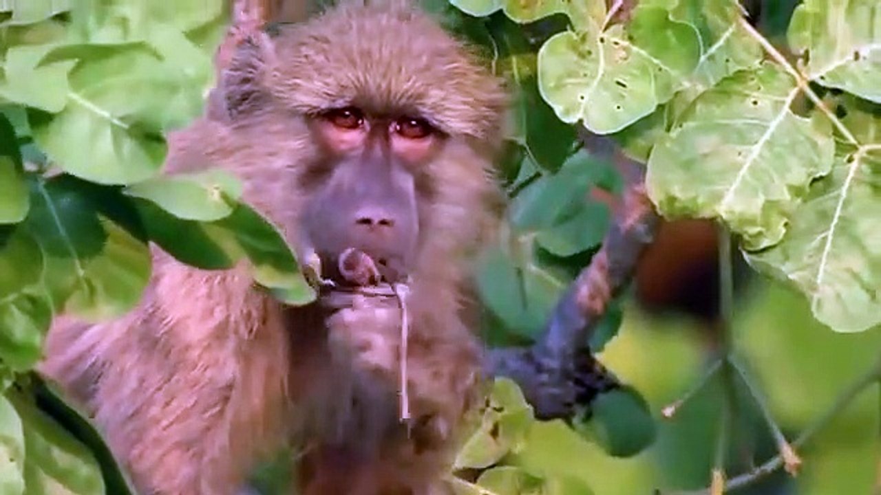 Eagle Hunting Monkey,  The Best Of Eagle ,Attacks 2018, - Most Amazing Moments, Of Wild Animal, Fights!
