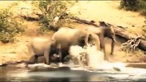 Elephant Herd ,Saves Baby, Elephant from, Crocodile  Elephants, rescue Elephants, from Animal Attack