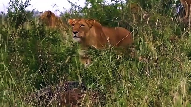 Elephant Saved ,Buffalo From Lion, - Big Cat Attacks, Compilation ,Aniamals Save, Another Animals