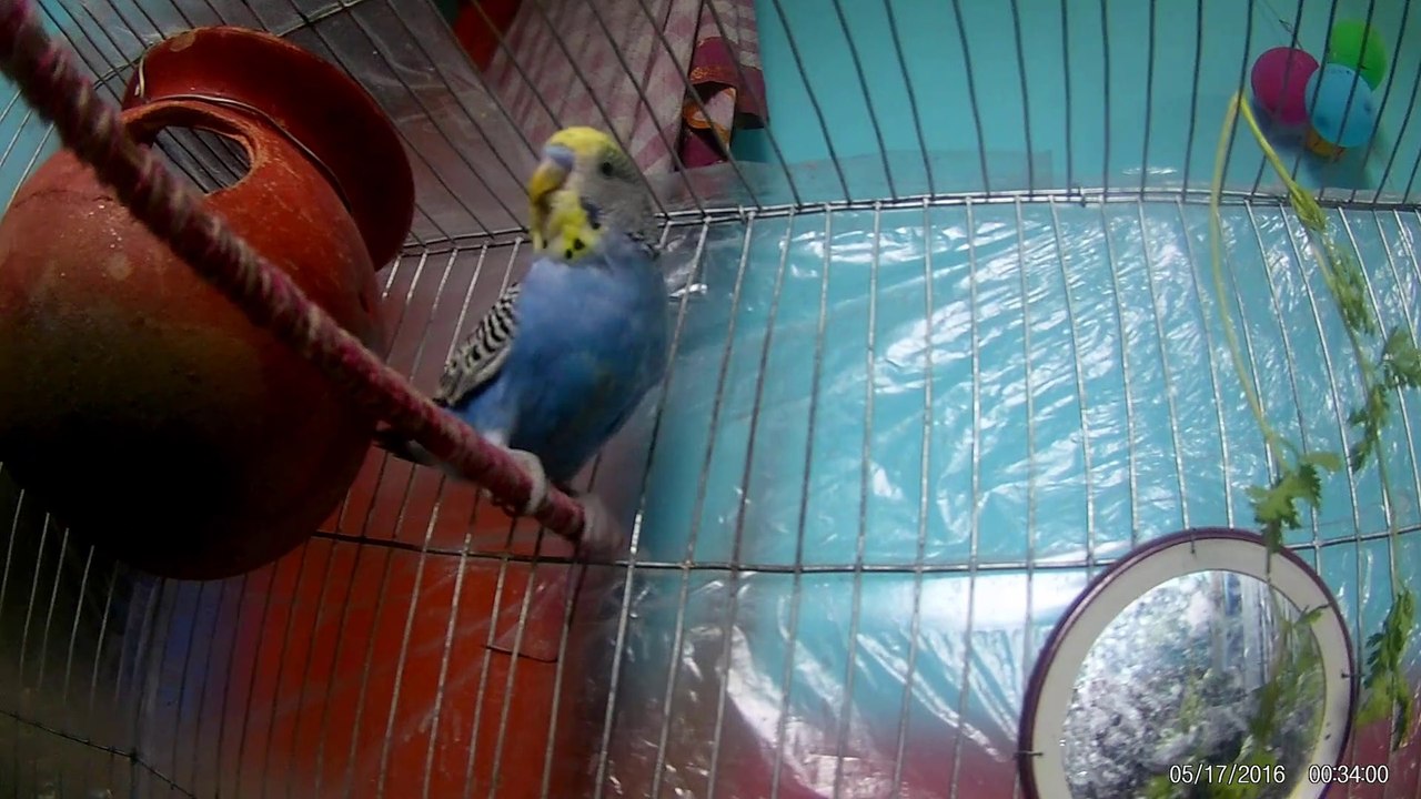 Cute Budgerigar Bird