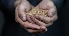 La loi autorise désormais la vente de semences paysannes aux jardiniers amateurs