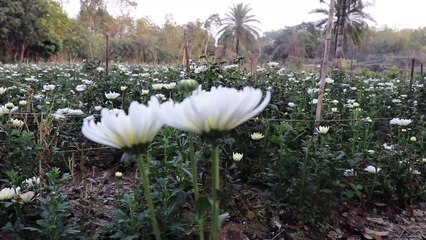Bangladesh Lillium  Flower