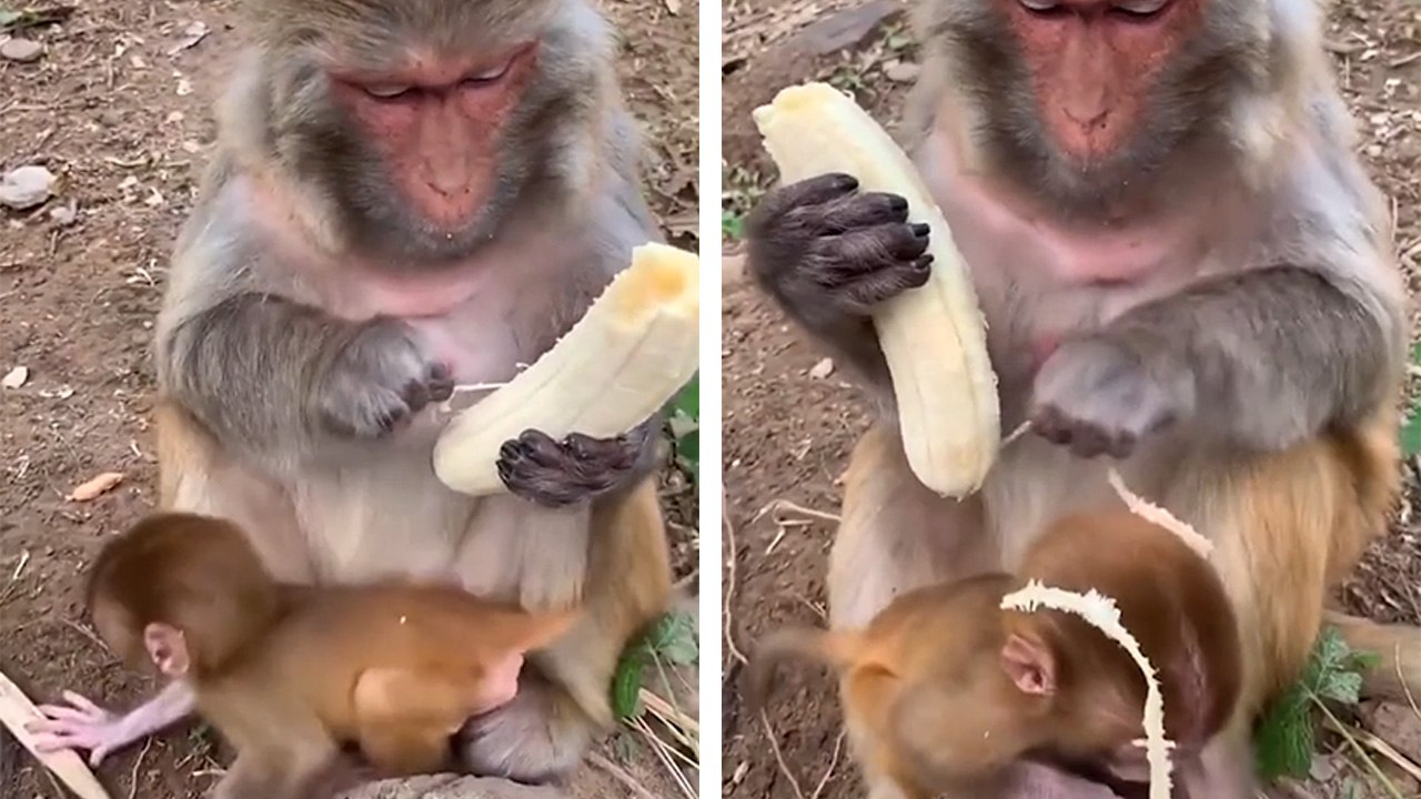 Les singes non plus n'aiment pas les filaments des bananes