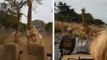 Une girafe chasse une jeep de touristes et leur met un bon coup de pression