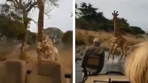 Une girafe chasse une jeep de touristes et leur met un bon coup de pression