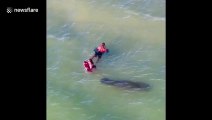 Curious manatee follows swimmers and stalks people at beach in Florida