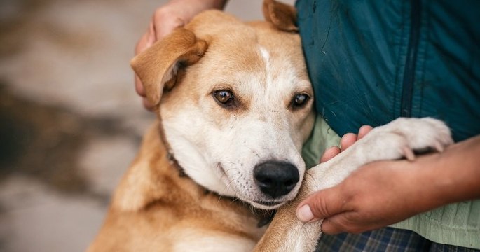 Un député demande un test de connaissances obligatoire pour les propriétaires qui voudraient adopter un animal