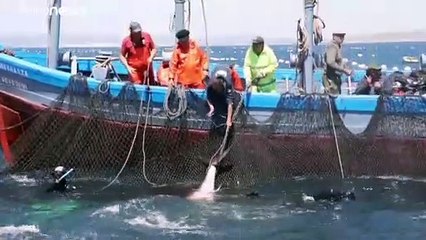 Algenplage vor Gibraltar ist Gift für Thunfischfang
