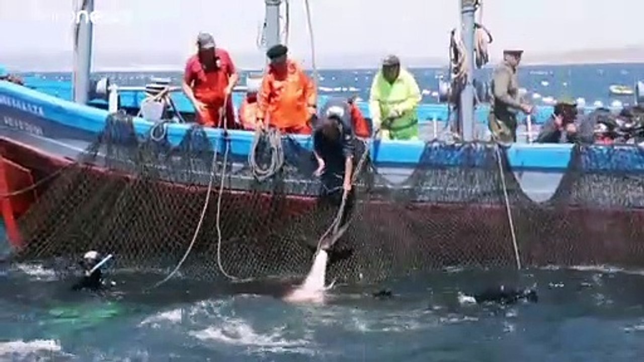 Algenplage vor gibraltar ist gift für thunfischfang