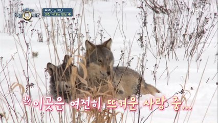 "사랑에 빠진 게 죄는 아니잖아!" 늑대의 외도 현장 발각?!