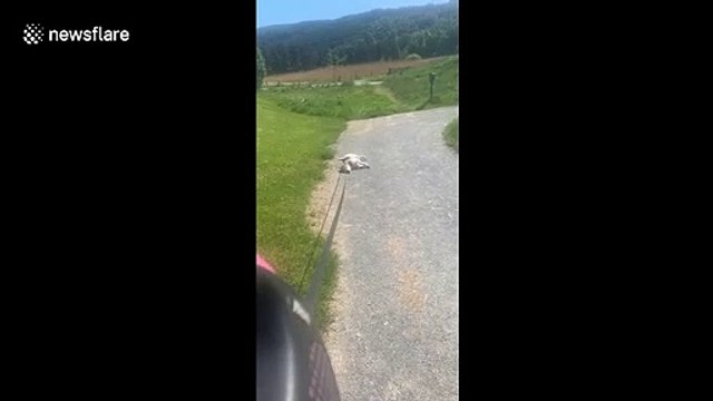 Lazy dog doesn't want to walk in the sun