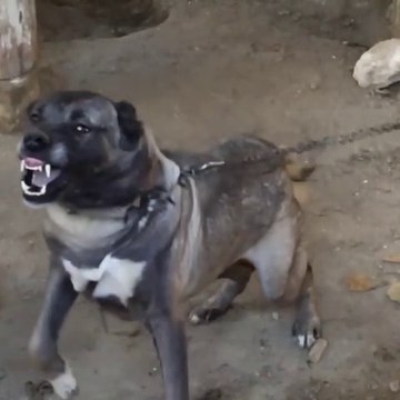 SiNiRLi SiVAS KANGAL KOPEGiNDEN AGIR CEKiM - ANGRY KANGAL DOG SLOW MOTiON