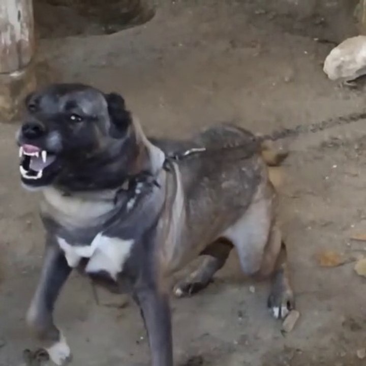 SiNiRLi SiVAS KANGAL KOPEGiNDEN AGIR CEKiM - ANGRY KANGAL DOG SLOW MOTiON