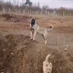 COBAN KOPEGi GOZLER HEDEFTE - SHEPHERD DOG at GARDEN