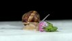 Beautiful Snail crawling | Animal crawls | Snail movement | nature and life