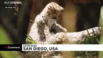 Selten und süß: Amurleopardenbabys im Zoo von San Diego