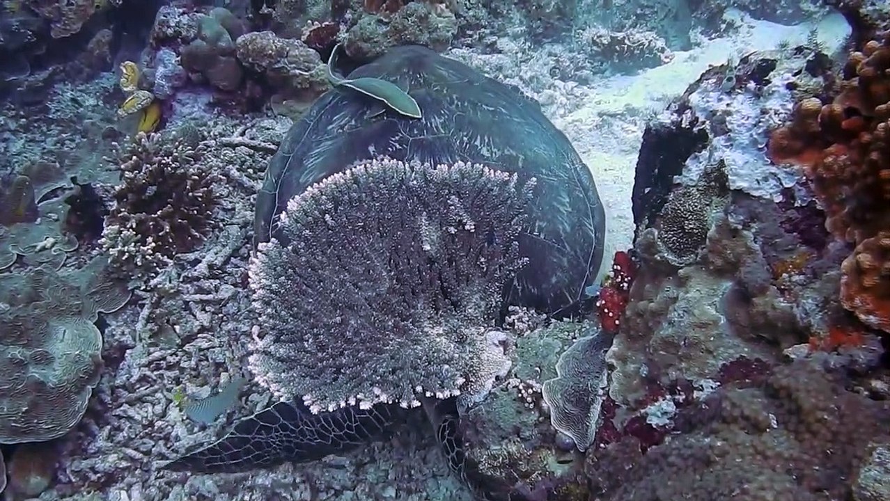 A rare sea turtle migration ||migration rare des tortues marines|| new video 2020