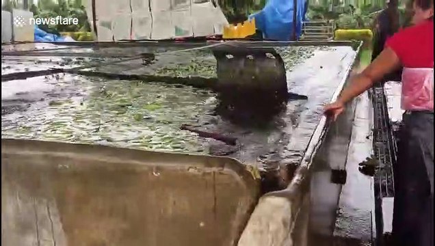 Water at banana plantation in southern Mexico seen swaying from side to side during earthquake