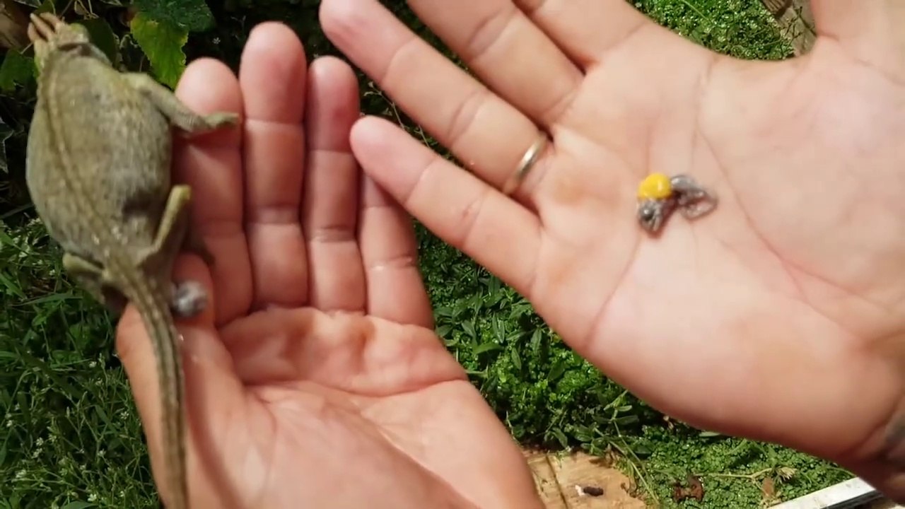 Son caméléon met bat dans ses mains... bébés to...