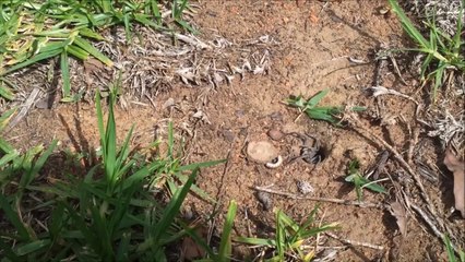 Regardez cette araignée fermer son nid avec un couvercle