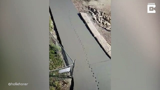 Cet oiseau déteste les maçons... et les maçons détestnte cet oiseau